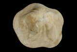 Miocene Fossil Echinoid (Clypeaster) - Taza, Morocco #174362-3